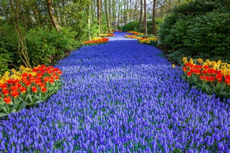 El jardín de tulipanes más grande de Holanda hipnotiza con sus 7 ...
