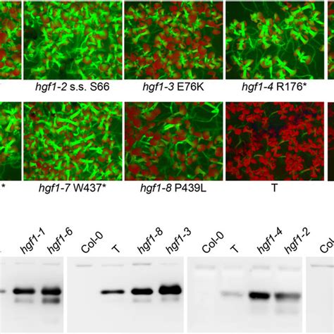 GFP reporter gene system and GFP phenotypes in mutants. (A) The GFP ...