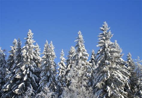 Snowy forest stock image. Image of snowy, bright, landscape - 13077487