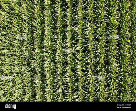 Corn field aerial view Stock Photo - Alamy