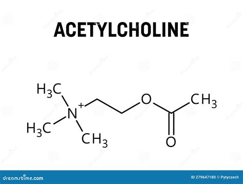 Acetylcholine Structural Formula of Molecular Structure Stock Vector ...