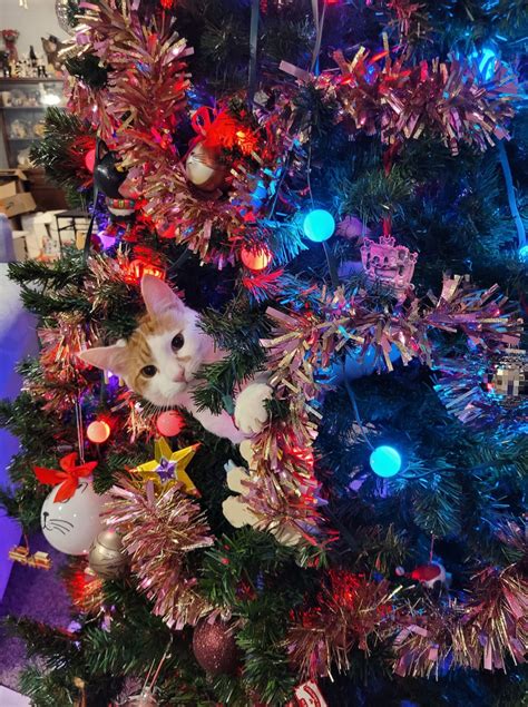 Cats in Christmas Trees! - Modern Cat