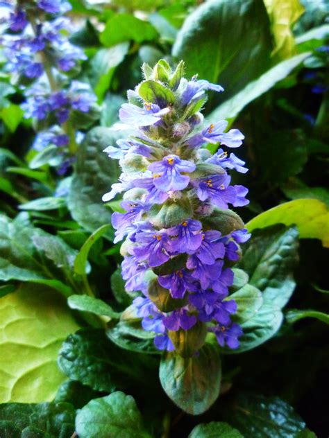 Ajuga Ground Cover Plant Value for the Home Gardener | Ground cover ...