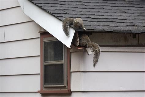 How to Get Rid of Squirrels in Your Attic? - Master Attic