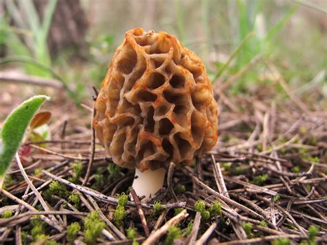 15 Of the Best Real Simple Grow Morel Mushrooms Ever – Easy Recipes To Make at Home