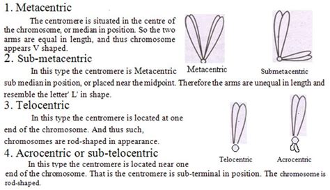 Chromosome – Structure, Size and Types – Forestrypedia