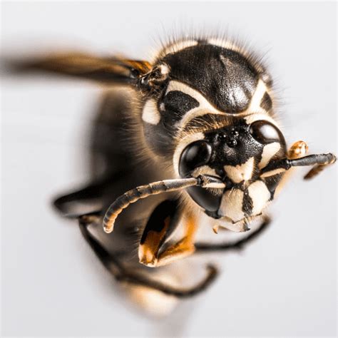 Bald-faced Hornets | STL Pest Control