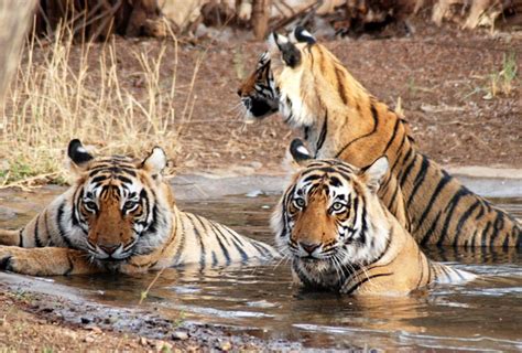 Kutch Desert Wildlife Sanctuary - Alchetron, the free social encyclopedia