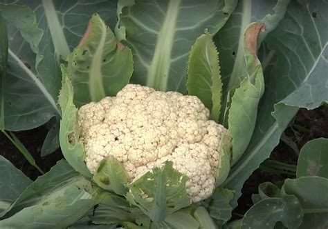 Agriculture Technology Avenue: Harvesting cauliflower