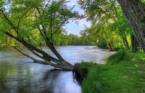 Tree in the river at Copper Culture State Park, Wisconsin image - Free ...