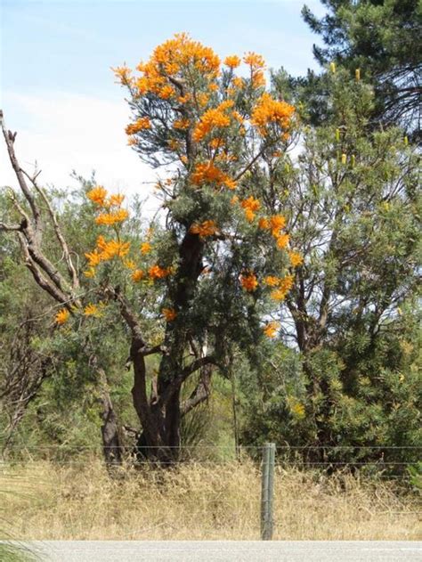 Nuytsia floribunda - WA Christmas Tree - Australian Native Nursery