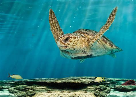 Loggerhead Turtle On Reef Photograph by Melinda Moore