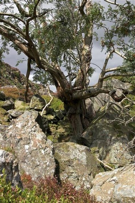 Mountain Ash Tree, Pictures, Images & Facts on Mountain Ash Trees