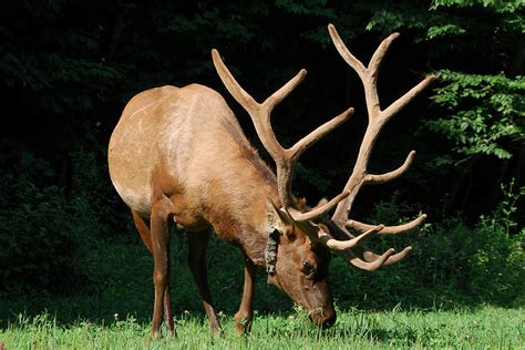 Elk's Huge Antlers Photograph by Alan Lenk