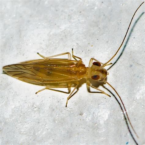 Psocodea (Psocoptera) of the World | Project Noah