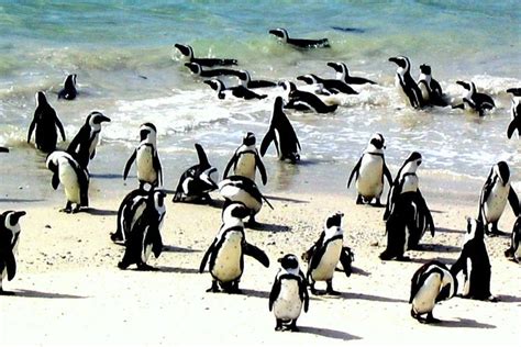 2023 Private Day Tour Sightseeing of Cape Peninsula Penguins