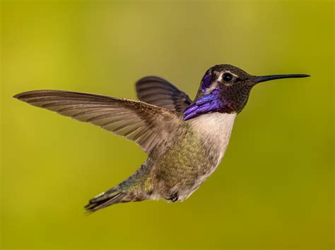 Costa's Hummingbird - eBird Canada