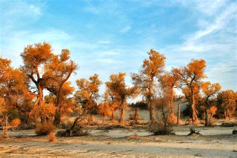 Takla Makan Desert | Medicinal plants, Mother earth, Species