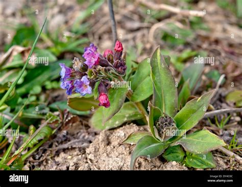the beauty pink flower background Stock Photo - Alamy