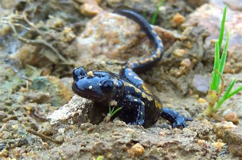 Pollution in Türkiye's Black Sea wetlands threatens species | Daily Sabah