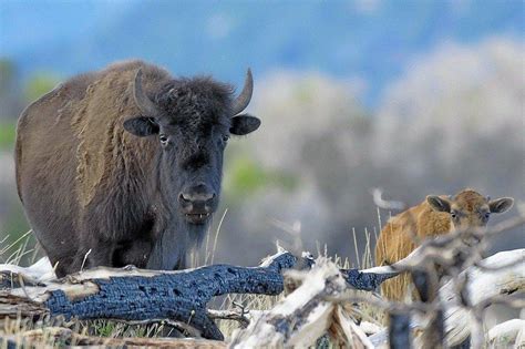 Bison Captured and Collared on Henry Mountains - ETV News