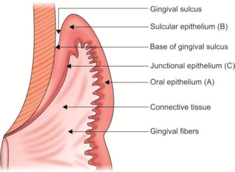 Junctional Epithelium Histology