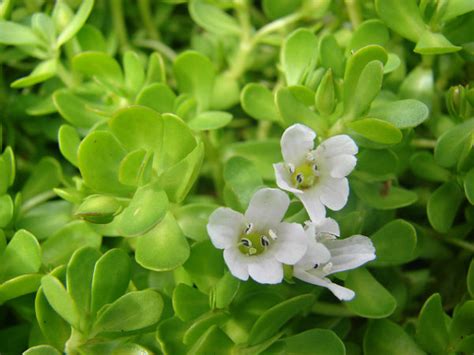 Top 10 Benefits Of Brahmi Herb | Heath Advantages of Brahmi