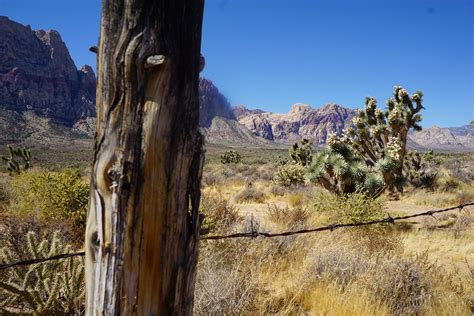 Nevada Desert Cactus - Free photo on Pixabay - Pixabay