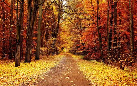 Autumn Trees HD Wallpapers - Wallpaper Cave