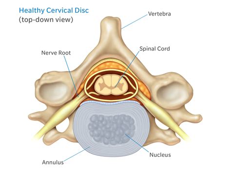 Anatomy of The Neck: Causes of Neck Pain and How to Manage the Pain