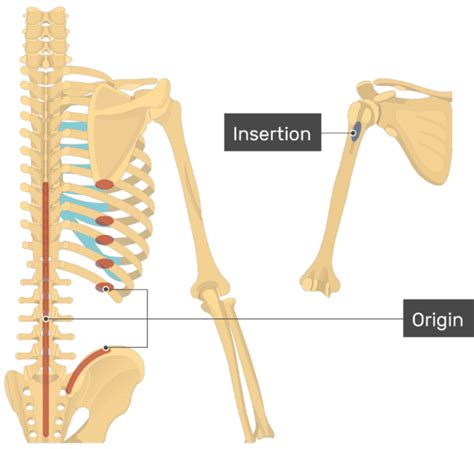 Latissimus Dorsi Origin