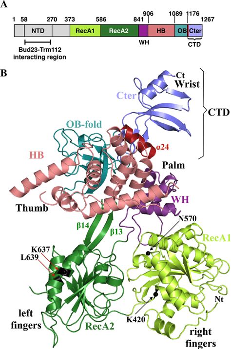 Protein domain organization and atomic structure of S. cerevisiae Dhr1... | Download Scientific ...