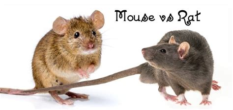 Mouse Vs. Rat – Differences | Characteristics | Droppings | NJ Pest Control