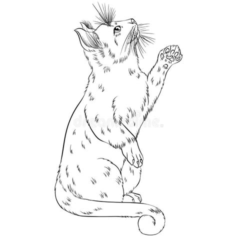 Cat Standing Hind Legs Stock Illustrations – 191 Cat Standing Hind Legs Stock Illustrations ...