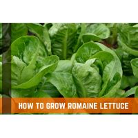 How To Grow Romaine Lettuce: Plant Care & Growing Tips | Farm Plastic ...