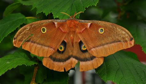 Polyphemus Moth (Antheraea polyphemus) - Facts and Pictures