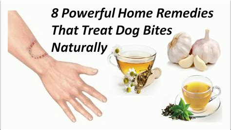 How to Treat a Dog Bite - CBD Wellness Centre