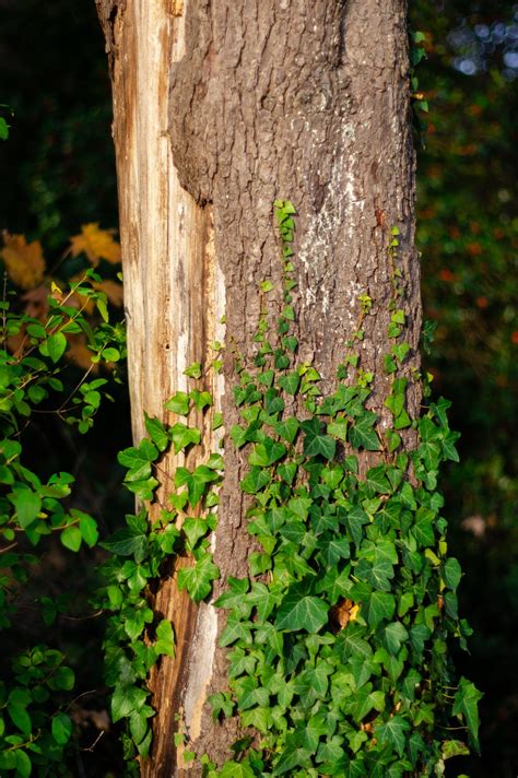 Free Images : tree trunk, creeper, bark, ivy, peeling, climbing plant, close up, sunlight, wood ...