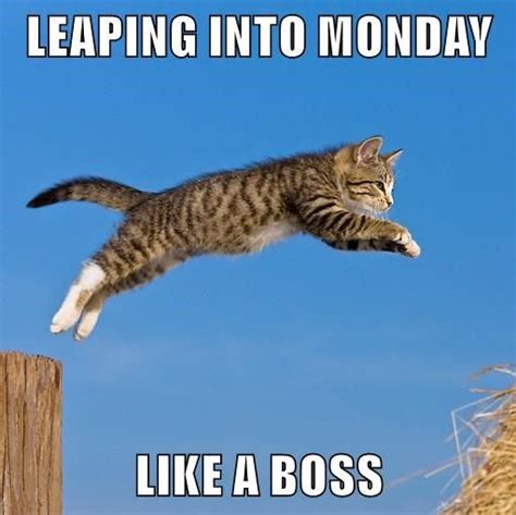 Happy Leap Day! | Funny cat pictures, Funny cats, Cute funny animals