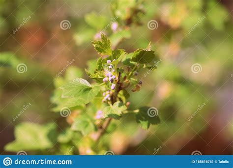 FLowering Red Currant Bush in the Spring Garden Close-up Stock Image - Image of bush, garden ...