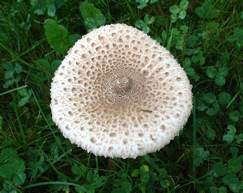 Parasol Mushroom (Macrolepiota procera) Mushroom-Collecting.com