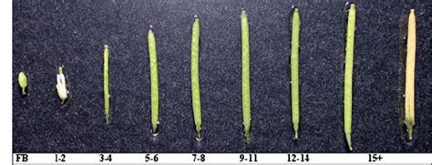 Silique developmental stages used for cDNA preparation. Flowers were... | Download Scientific ...