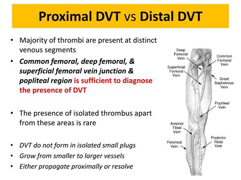 Distal Vs Proximal Veins