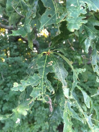 Oak Leaf Tatters-Purdue Landscape Report