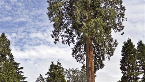 Cedar Tree Identification | Sciencing