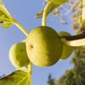 The Best Fruit Trees for Tennessee | Hunker