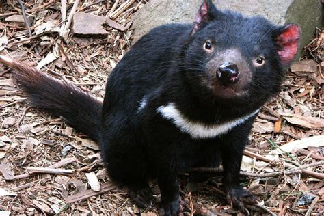 Tasmanian Devil Conservation Park | The Lodge on Elizabeth