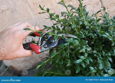 Gardener pruning boxwood stock photo. Image of plant - 128677218