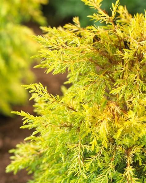 (1 Gallon) All Gold Juniper is a Groundcover That Forms a Mat of Soft ...