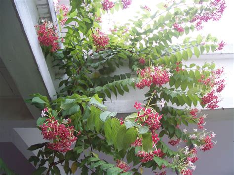 Flowers of Malaysia: Akar Dani / Chinese honeysuckle